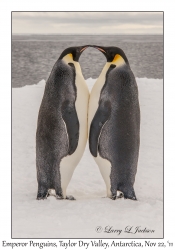 Emperor Penguins