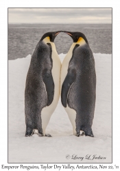 Emperor Penguins