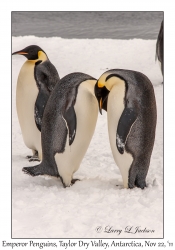 Emperor Penguins