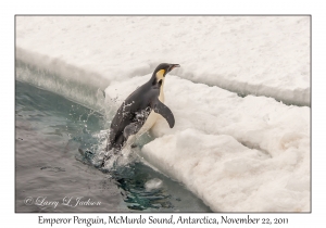 Emperor Penguin