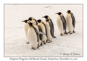 Emperor Penguins