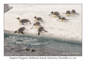 Emperor Penguins