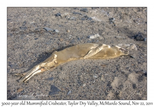 3000 year old Mummified Crabeater Seal