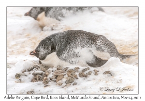 Adelie Penguin