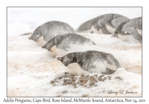 Adelie Penguin