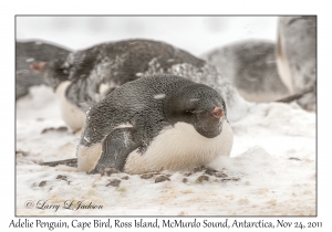 Adelie Penguins