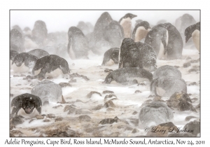 Adelie Penguins