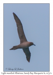 Light-mantled Albatross