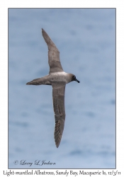 Light-mantled Albatross