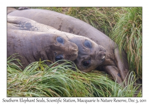 Southern Elephant Seals