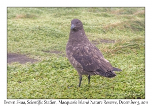 Brown Skua