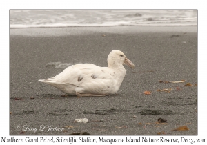 Northern Giant Petrel