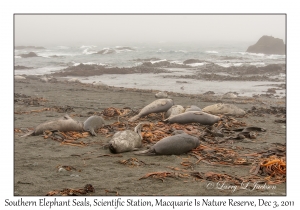 Southern Elephant Seals