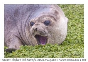 Southern Elephant Seal