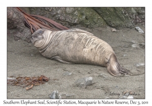 Southern Elephant Seal