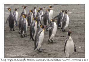 King Penguins