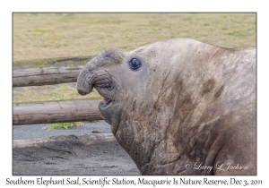 Southern Elephant Seal