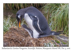 Subantarctic Gentoo Penguins