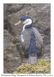 Macquarie Shag