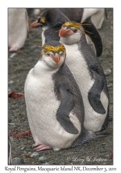 Royal Penguins