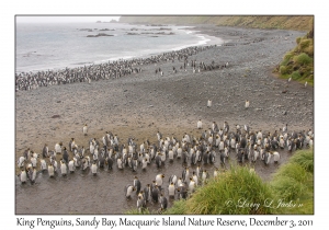 King Penguins