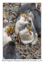 Royal Penguins