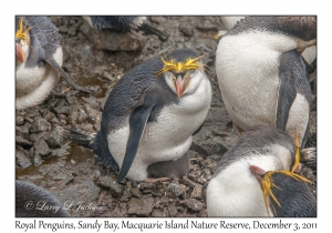 Royal Penguins