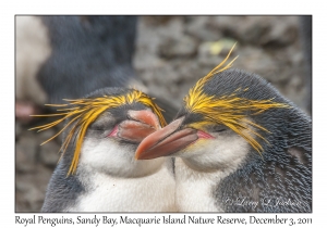 Royal Penguins