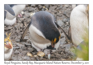 Royal Penguins