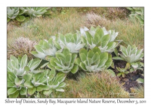 Silver-leaf Daisies