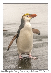 Royal Penguin