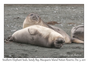 Southern Elephant Seals