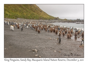 King Penguins