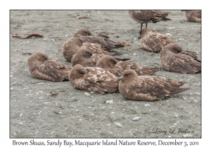 Brown Skuas