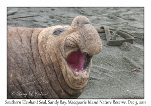 Southern Elephant Seal