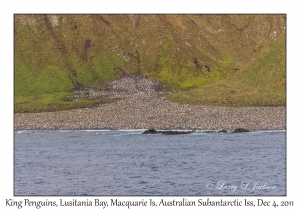 King Penguins