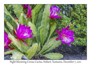 Night-blooming Cereus Cactus