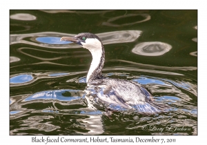 Black-faced Cormorant