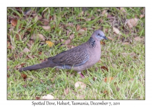 Spotted Dove