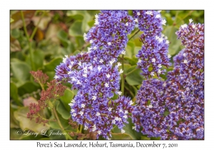 Perez's Sea Lavender