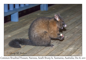 Common Brushtail Possum