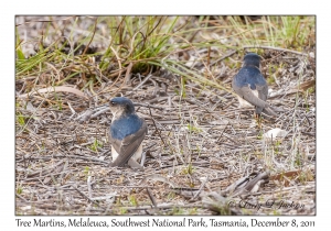 Tree Martins