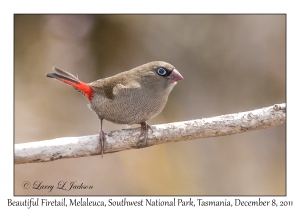 Beautiful Firetail