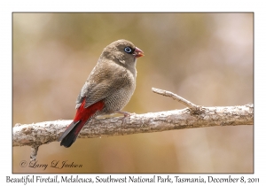 Beautiful Firetail