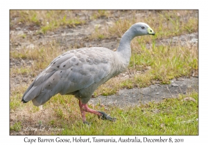 Cape Barren Goose