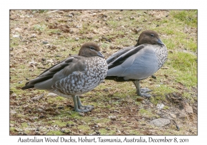 Australian Wood Ducks