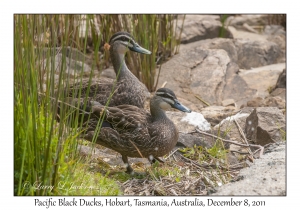 Pacific Black Ducks