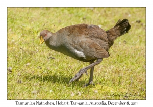 Tasmanian Nativehen