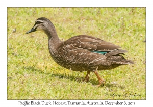 Pacific Black Duck