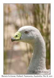 Cape Barren Goose